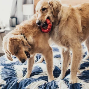 Juguete Ring para Perros – Kong